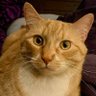 Terri A profil fotoğrafı
