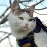 たまねこ 的头像