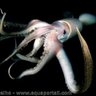 Calmar Architeuthis 的头像