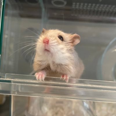 ham__village's profile picture