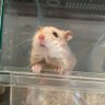 カピヴィレッジ -ハムスターカフェ- 的头像