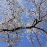 つぼみ 的头像