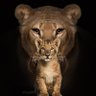 leona's profile picture