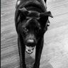 Monkee's profile picture