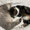 Фото профиля ハイレグ猫