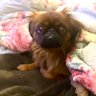 bear concurseira's profile picture