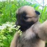 后腰别把刀 profil fotoğrafı