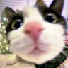 Profilbild von Nosic