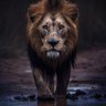 Amkariki profil fotoğrafı