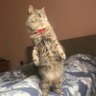 КомСа profil fotoğrafı
