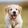 Beelzepup's profile picture