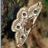 Фото профиля Moth