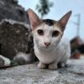 Фото профиля catman