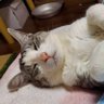 Profilbild von うたねこ