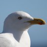 seagull's profile picture