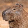 OldCapybara profil fotoğrafı