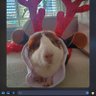 Profilbild von Friendofthepiggies