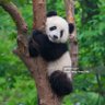 Фото профиля HungFu Panda
