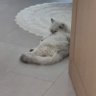 루비냥 profil fotoğrafı
