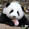 Profilbild von adorableHuaHua🌸