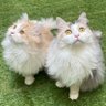 Фото профиля ミーナ＆ウナ