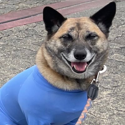 雑種犬たび🐕's profile picture
