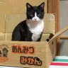 とり's profile picture