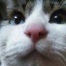 Profilbild von ネコリスト