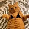 Bhaadbish profil fotoğrafı