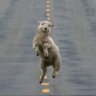 It's Flossie the Sheep 的头像
