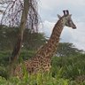 akasozi's profile picture