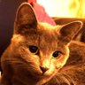 Pet Family Friends !!! 🐈🐕🥰 的头像