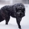 VENOMWOLF profil fotoğrafı
