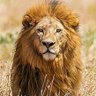 Leon de Guanajuato's profile picture