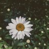 Nagihan Ceylan's profile picture