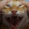 yoghurt stroke's profile picture