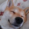 豆柴若葉 profil fotoğrafı