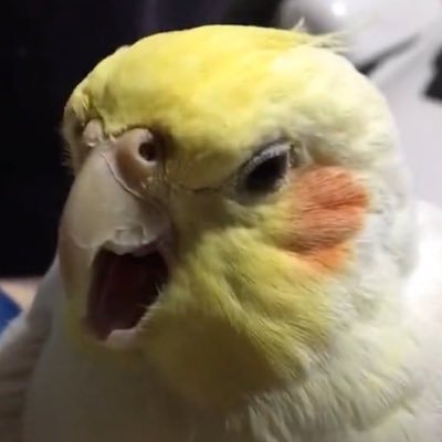 tuna_saku28's profile picture