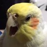 ツナ(オカメインコのサク用垢) 的头像