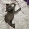 AdoptDontShop's profile picture