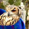 タカさんと琥珀🦉(ベンガルワシミミズク) 的头像