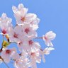 チェリーブロッサム 的头像