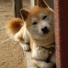 みすず profil fotoğrafı