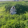 محمد العجمي's profile picture