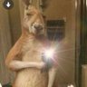 Profilbild von MeepBoyz