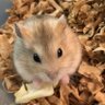 えっぽん 的头像