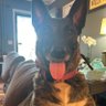 dirk's profile picture