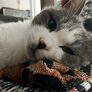 loull_aroll's profile picture