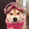 Kiwiwi's profile picture