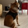 ふうれん 的头像